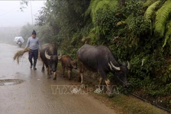 Người dân vùng cao thị xã Sa Pa chủ động di chuyển đàn trâu xuống vùng thấp chống rét. Ảnh: Quốc Khánh - TTXVN