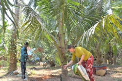 Bình Định: Tăng hiệu quả từ trồng dừa hữu cơ 