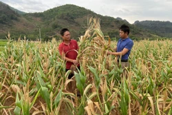 Hơn nửa diện tích ngô của gia đình anh Điêu Chính Vương (bên phải) ở thôn Đoàn Kết, thị trấn Phong Thổ bị hư hỏng do nắng nóng, khô hạn kéo dài. Ảnh: Việt Hoàng-TTXVN 