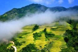 Những thửa ruộng bậc thang hùng vỹ đẹp mê hồn len lỏi trong những đám mây của mùa Thu Sa Pa. Ảnh: Quốc Khánh - TTXVN