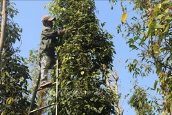 Nông dân thu hoạch tiêu. Ảnh: Hoàng Nhị