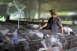 Hộ nghèo vay vốn để phát triển mô hình nuôi thỏ sinh sản và thỏ thịt. Ảnh: Văn Sĩ - TTXVN 