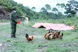 Cán bộ chiến sỹ Đồn Biên phòng Pò Mã chăn nuôi gà tại Chốt 2 (thường gọi là chốt 975). Ảnh: Anh Tuấn – TTXVN 