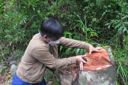 Một thân cây có đường kính hơn 40 cm vừa bị chặt phá tại tiểu khu 165, xã Sơn Hội, huyện Sơn Hòa. Ảnh: Tường Quân - TTXVN 
