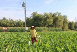 Nông dân huyện Trà Cú chuyển đổi diện tích đất trồng lúa sang trồng khoai môn sáp cho lợi nhuận tăng hơn 5 lần so với trồng lúa trước đó. Ảnh: Thanh Hòa - TTXVN 