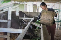 Chị Nùng Thị Phương tại bản Cang Mường, xã Mường Cang (Than Uyên, Lai Châu) nuôi 15 con trâu, 5 con bò và 3 con dê cho thu lãi từ 100 đến 200 triệu đồng/năm. Ảnh: Đinh Thùy - TTXVN 