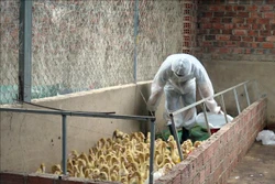 Lực lượng chức năng tiến hành đưa đi tiêu huỷ đàn vịt bị cúm H5N1 của gia đình bà Phạm Thị Thủy. Ảnh: Khoa Chương - TTXVN 