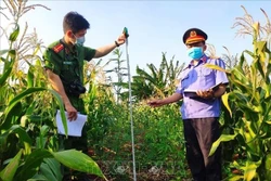 Công an huyện Chư Sê phát hiện, kiểm đếm, nhổ bỏ 230 cây nghi là cây cần sa được trồng trong vườn rẫy nhà ông Hưng, tại khu vực thôn 6, xã Ia Blang, huyện Chư Sê (Gia Lai). Ảnh: TTXVN phát