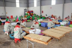 Nhân viên Công ty cổ phần xuất nhập khẩu hoa quả Sơn La chế biến long nhãn. Ảnh: Quang Quyết-TTXVN 