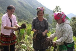 Phát triển sản phẩm OCOP góp phần nâng cao giá trị sản xuất nông nghiệp của tỉnh Yên Bái. Ảnh : Đức Tưởng - TTXVN