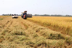 Đồng Tháp phát triển vùng trồng lúa được cấp mã số lên hơn 52.700 ha