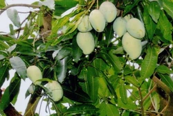 Xoài cát Hòa Lộc, một đặc sản của vùng Nam bộ . ảnh : Đình Huệ/TTXVN
