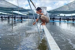 Nông dân tỉnh Bến Tre phát triển nuôi tôm công nghệ cao 2 giai đoạn. Ảnh: Công Trí - TTXVN 
