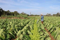 Nông dân huyện Trà Cú, Trà Vinh chuyển đổi diện tích đất trồng lúa sang trồng khoai môn sáp cho lợi nhuận tăng hơn 5 lần so với trồng lúa trước đó. Ảnh: Thanh Hòa - TTXVN 