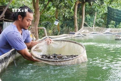 Ông Nguyễn Chí Tâm kiểm tra trọng lượng cá chạch lấu được nuôi trong bể lót bạt. Ảnh: Nhựt An - TTXVN