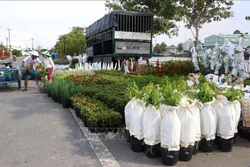 Làng hoa Sa Đéc (Đồng Tháp) vận chuyển hoa kiểng phục vụ cho công trình. Ảnh: Nguyễn Văn Trí - TTXVN 