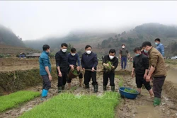 Lãnh đạo huyện Trạm Tấu trực tiếp xuống ruộng hướng dẫn người dân gieo và chăm sóc mạ vụ Xuân năm 2022. Ảnh: TTXVN phát. 