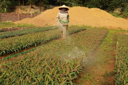 Sản xuất các loại giống cây lâm nghiệp phục vụ trồngrừng. Ảnh: Vũ Sinh – TTXVN 