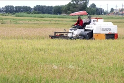 Thu hoạch lúa Hè Thu 2021 để tránh bão số 5 ở phường Đông Giang, thành phố Đông Hà, Quảng Trị. Ảnh: Nguyên Lý-TTXVN 