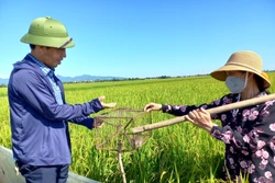 Người dân huyện Quảng Ninh giăng bạt nilon, đặt bẫy chống chuột phá hại lúa. Ảnh: Đức Thọ - TTXVN