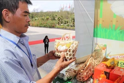 Người chăn nuôi gà tại Bình Định quan tâm nhiều đến giống và các sản phẩm có chất lượng cao từ gà. Ảnh: Phạm Kha – TTXVN