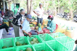 Doanh nghiệp thu mua bưởi da xanh trong chuỗi liên kết. Ảnh: Huỳnh Phúc Hậu - TTXVN