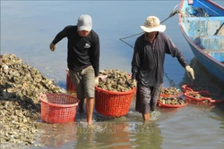 Thu hoạch hàu nuôi ở Đầm Nại (huyện Ninh Hải, Ninh Thuận). Ảnh: Nguyễn Thành – TTXVN
