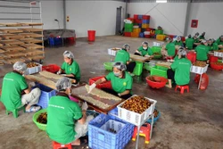 Nhân viên Công ty cổ phần xuất nhập khẩu hoa quả Sơn La chế biến long nhãn. Ảnh: Quang Quyết-TTXVN