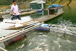 Khu vực nuôi cá lồng của hộ gia đình. Ảnh: Thanh Hải - TTXVN