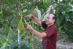 Người dân ở vùng kiểm soát lũ Cai Lậy chăm sóc mít Thái siêu sớm. Ảnh: Minh Trí-TTXVN 