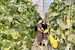 Trang trại Bình An, mô hình nông nghiệp ứng dụng công nghệ cao ở huyện Hàm Thuận Nam (Bình Thuận), là điểm đến hấp dẫn du khách. Hồng Hiếu- TTXVN 