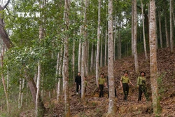 Tuyên Quang trồng mới 10.500 ha rừng