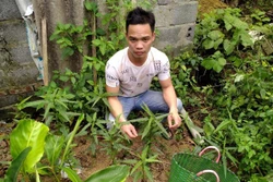 Cây cần sa được phát hiện tại vườn nhà của đối tượng Bùi Văn Đại (xã Phúc Thắng, huyện Nghĩa Hưng, tỉnh Nam Định). Ảnh: TTXVN phát 