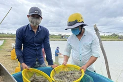 Người dân thu hoạch tôm. Ảnh: TTXVN phát 