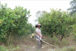Anh Y Ken Lưk (dân tộc M’Nông), trú buôn Trí B, xã biên giới Krông Na, huyện Buôn Đôn (Đắk Lắk) chăm sóc vườn cam, quýt. Ảnh: Tuấn Anh 