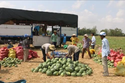 Nông dân Sóc Trăng thu hoạch dưa hấu. Ảnh: Chanh Đa - TTXVN 