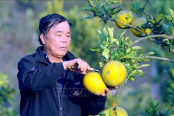 Cựu chiến binh Nguyễn Văn Dũng thu hoạch bưởi. Ảnh: Quang Quyết - TTXVN