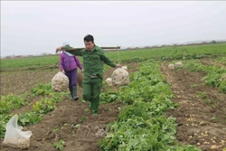 Nông dân huyện Quế Võ, tỉnh Bắc Ninh thu hoạch khoai tây. Ảnh: Thái Hùng - TTXVN