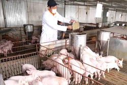 Đến hết quý III, giá trị sản xuất lĩnh vực chăn nuôi tăng 3,76%, sản lượng thịt hơi các loại ước đạt hơn 1,3 triệu tấn, tăng 9,0% so với cùng kỳ năm trước. Ảnh: Vũ Sinh - TTXVN