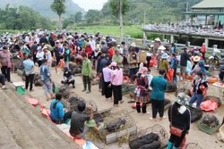 Khu vực chợ lợn San Thàng nhộn nhịp người bán, người mua. Ảnh: Nguyễn Oanh - TTXVN 