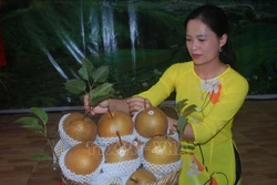 Quả lê Đông Khê, huyện Thạch An, tỉnh Cao Bằng. Ảnh: Chu Hiệu - TTXVN