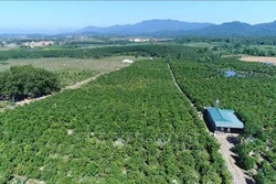Thanh Hóa: Trồng cam giúp người dân miền núi giảm nghèo. Ảnh: Nguyễn Nam