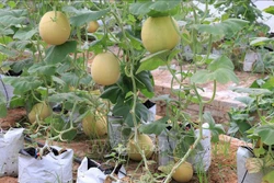 Giống dưa vàng Ethanol sinh trưởng phát triển tốt, tỷ lệ ra hoa, đậu quả cao, phù hợp với thị hiếu của người tiêu dùng. Ảnh: Đinh Tuấn - TTXVN 
