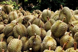 Sầu riêng tươi để xuất khẩu. Ảnh: Hồng Đạt - TTXVN