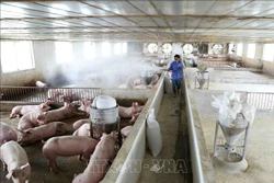 Trang trại thực hiện phun hóa chất tiêu độc, khử trùng theo khuyến cáo của ngành Thú y. Ảnh: Vũ Sinh - TTXVN
