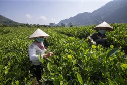 Gia đình Ông Nguyễn Văn Đức xóm Sèo, xã Cao Sơn, huyện Đà Bắc đã phát triển mô hình vườn chè quê nhà từ ngồn vốn vay 20 triệu đồng của Ngân hàng Chính sách Xã hội huyện Đà Bắc. Hiện nay gia đình ông đã ổn định kinh tế, thoát nghèo bền vững. Ảnh: Trọng Đạt