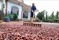 Đắk Lắk đẩy mạnh tái canh cà phê gắn với phát triển bền vững. Ảnh: Vũ Sinh – TTXVN ​