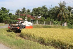 Thu hoạch lúa Thu Đông bằng cơ giới ở xã Đồng Thạnh, Gò Công Tây. Ảnh: Minh Trí - TTXVN 