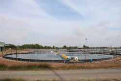 Trà Vinh thiệt hại khoảng 625 triệu con tôm nuôi