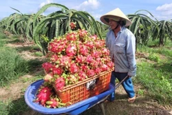  Thu hoạch thanh long để bán cho thương lái . Ảnh: Hoàng Nhị - TTXVN 